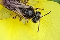 Simandrena