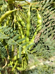 Agroecotettix modestus