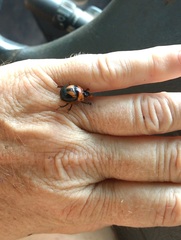 Bolbocerosoma farctum