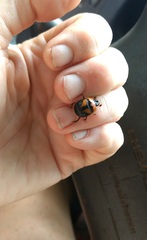 Bolbocerosoma farctum