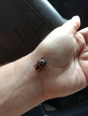 Bolbocerosoma farctum