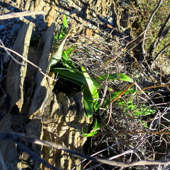 Chlorophytum crispum