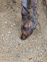 Scytalichthys miurus