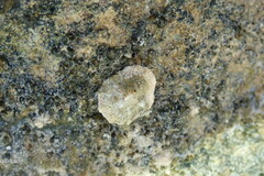 Siphonaria alternata