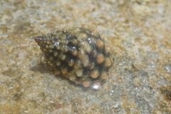 Echinolittorina tuberculata