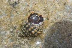 Echinolittorina tuberculata