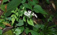 Astilbe longicarpa