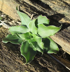 Chlorophytum crispum