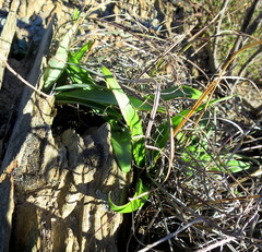 Chlorophytum crispum