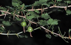 Ribes formosanum