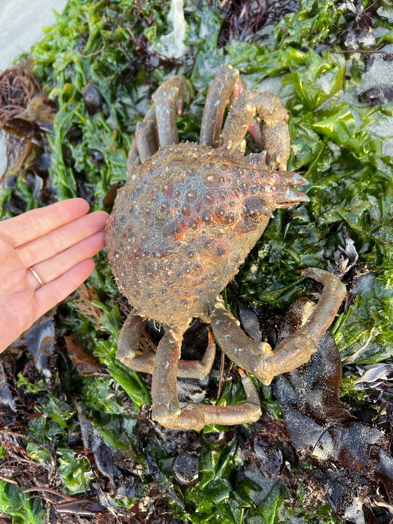 sheep crab