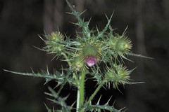 Cirsium ferum