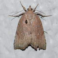 Cutina albopunctella
