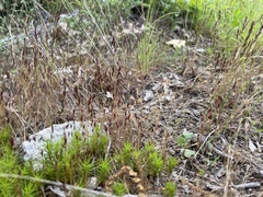 Festuca octoflora tenella