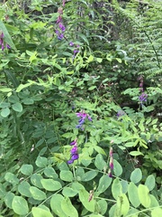Lathyrus polyphyllus