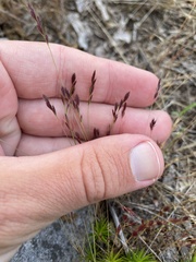 Festuca octoflora tenella