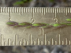 Festuca octoflora tenella