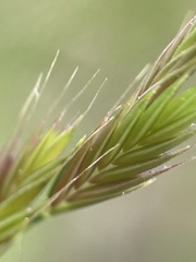 Festuca octoflora tenella