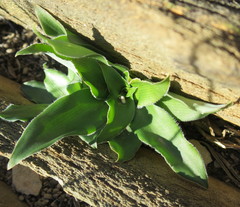 Chlorophytum crispum