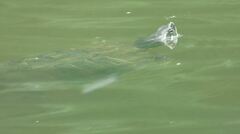 Trachemys scripta scripta