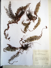 Polystichum craspedosorum