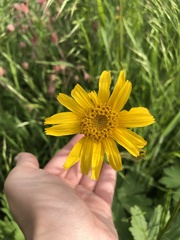 Arnica sororia