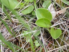 Parnassia glauca