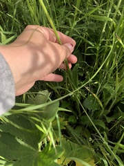 Arnica sororia