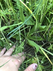 Arnica sororia