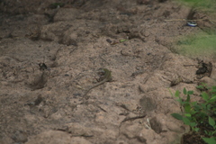 Aspidoscelis costatus