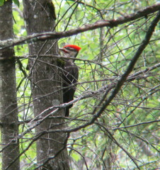 Dryocopus pileatus