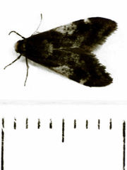 Lepidoscia lainodes