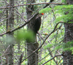 Dryocopus pileatus