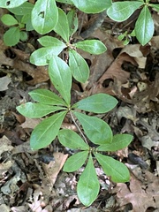 Rhododendron viscosum