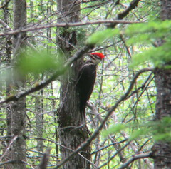 Dryocopus pileatus