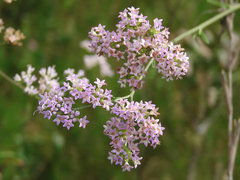 Hartwrightia floridana