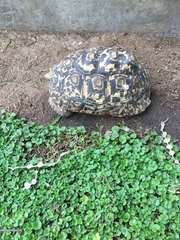 Stigmochelys pardalis