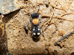 Pseudomethoca ugaldei