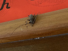 Stromatium longicorne