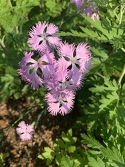 Dianthus chinensis