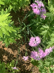 Dianthus chinensis