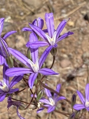 Brodiaea minor