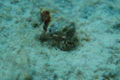 Pagurus brevidactylus