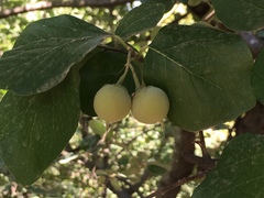 Styrax officinalis