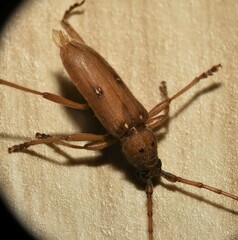 Eburia mutica