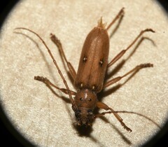 Eburia mutica