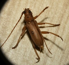 Eburia mutica
