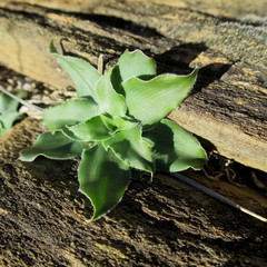 Chlorophytum crispum