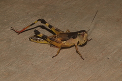 Boopedon flaviventris