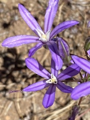 Brodiaea minor